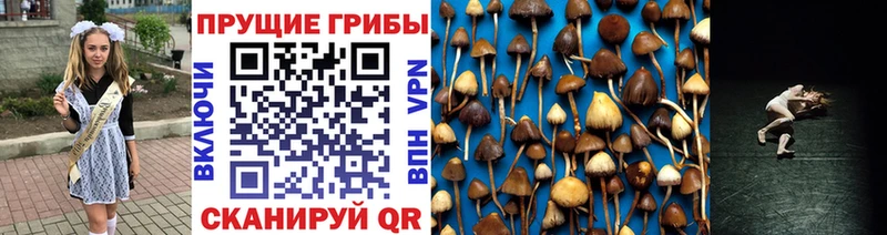 Псилоцибиновые грибы Psilocybine cubensis Асино